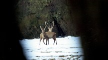 Imagen de Habilitan la caza deportiva de ciervo colorado y jabalí europeo en el Parque Nacional Lanín