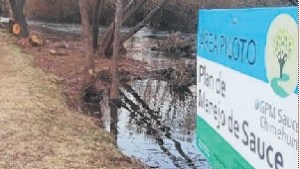 Manejar los sauces del Río Chimehuin