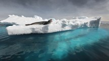 Imagen de Las fotos maravillosas del mundo animal de la Patagonia tomadas por Andrés Bonetti