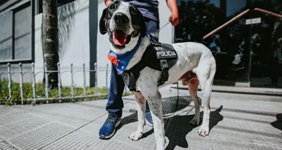 "Falopa" se hizo famoso por su particular nombre. Ahora se jubila con honores.-