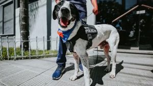 Se jubila «Falopa», el perro de la División de Canes de la Policía de Jujuy