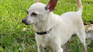 El perro más viejo del mundo es un chihuahua y vive en Florida