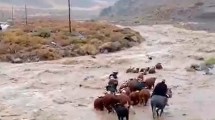 Imagen de Video: los desesperantes cruces de animales en un río crecido del norte neuquino