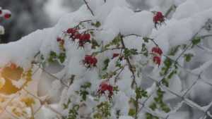 Alerta por nevadas en la cordillera de Neuquén y Río Negro: aire polar en el comienzo de la semana