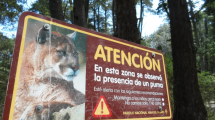 Imagen de ¿Qué debés hacer si te encontrás con un puma?