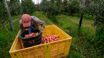 Imagen de La Federación de Productores de Río Negro vende a la Provincia por unos 400 millones de pesos