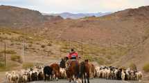 Imagen de Comenzó el operativo trashumancia en las rutas de Neuquén