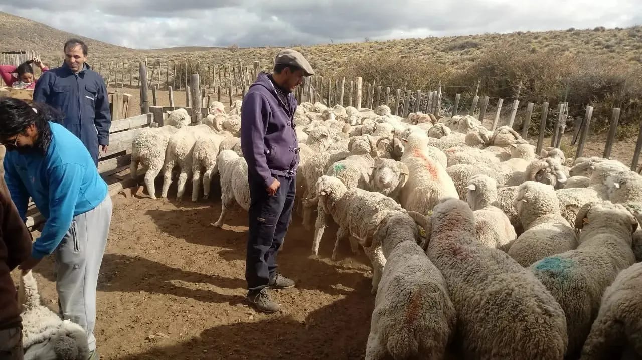 La sarna, es una problemática que preocupa a los productores ovinos de la Región Sur. Foto: gentileza. 