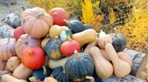 Imagen de El zapallo más pesado se llevará premio en Neuquén y será el rey de una feria agroecológica