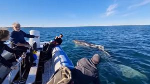 «Hola preciosa», iban a bucear en Las Grutas y una ballena jorobada llegó a saludar