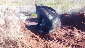 Un caballo quedó atrapado en un lodazal y lo rescataron, pero está quebrado