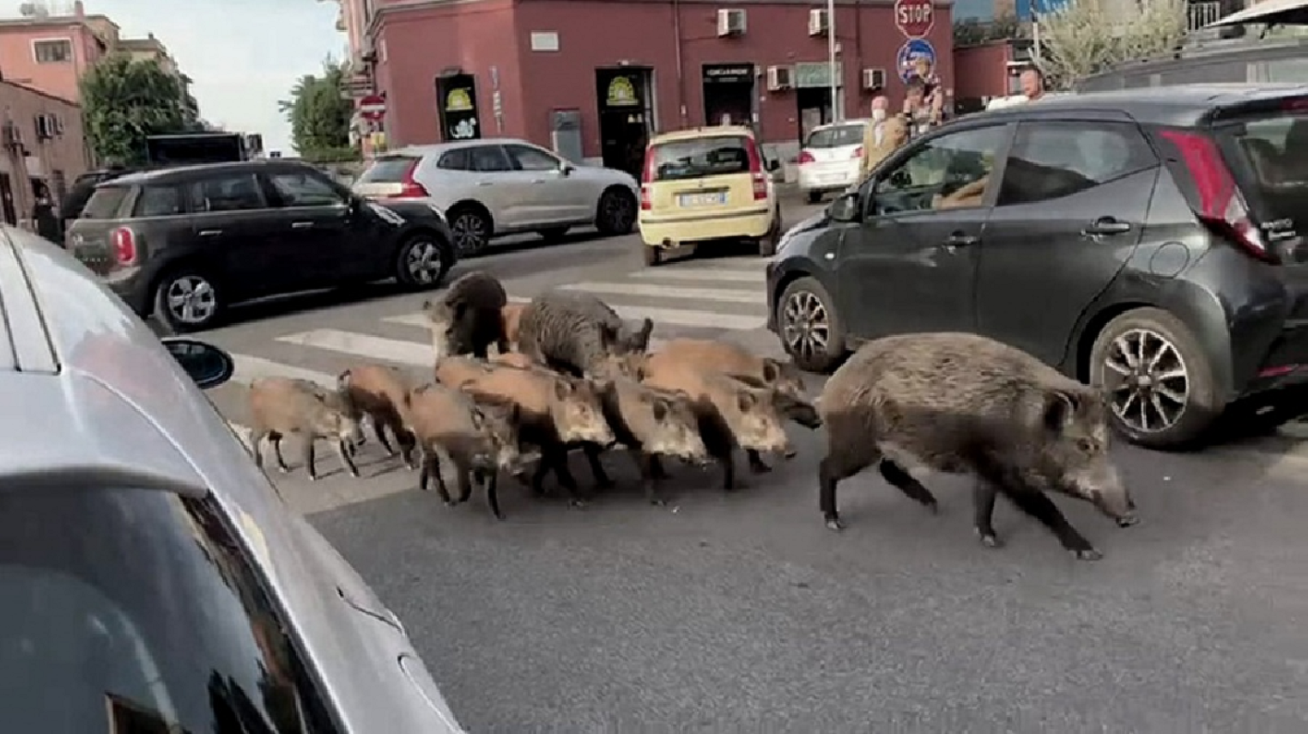 Los jabalíes pueden alcanzar los 1340 kilos de peso. 