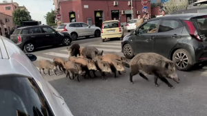 Toque de queda en Roma por la presencia de jabalíes en las calles