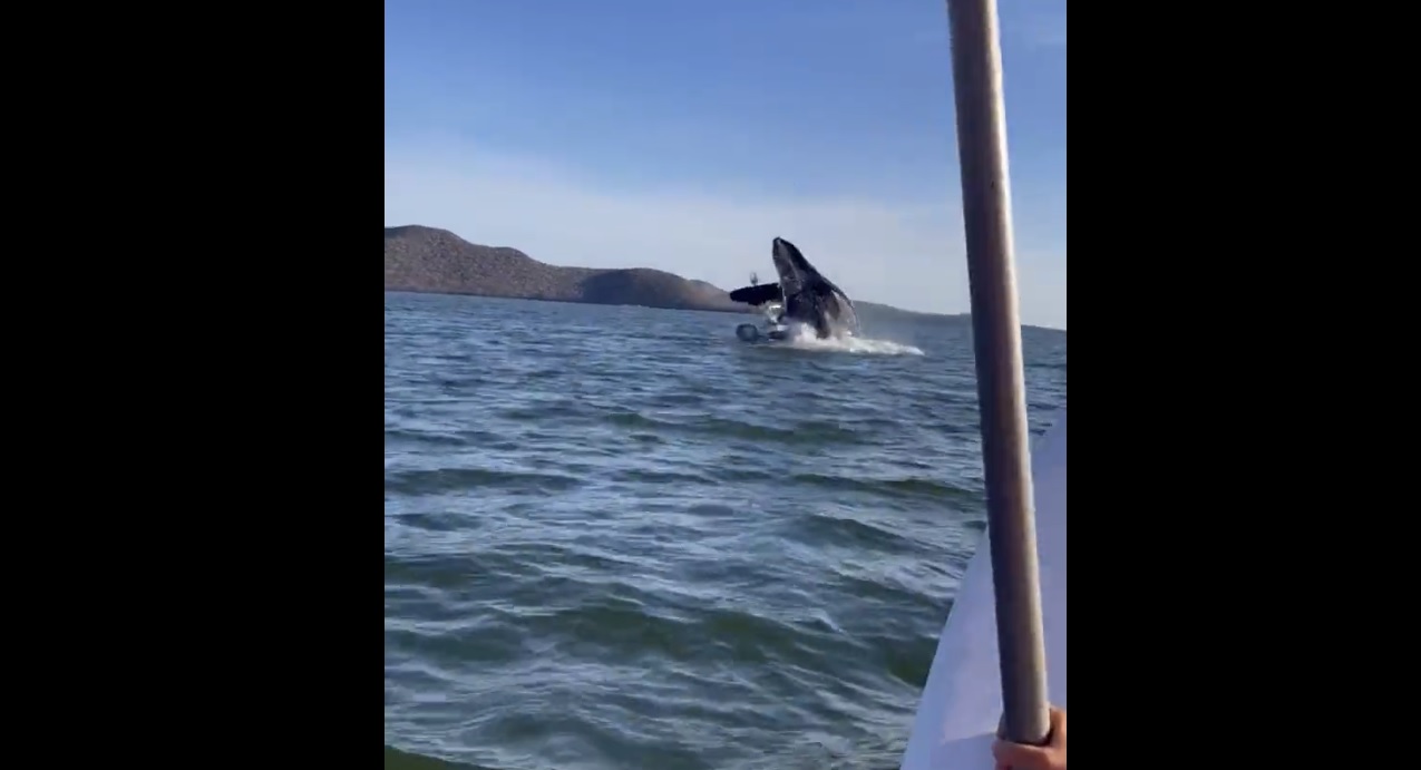 El preciso momento en que la ballena estuvo suspendida arriba de la embarcación. 