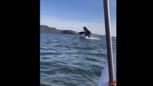 Una ballena saltó y aplastó un yate: hubo cuatro heridos