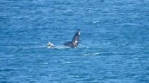 Imagen de Puerto Madryn: fue a tomar unos mates a la costa y mirá lo que encontró…