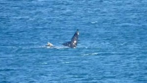 Puerto Madryn: fue a tomar unos mates a la costa y mirá lo que encontró…