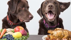 Cinco Beneficios de la “alimentación natural” en perros y gatos