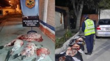 Imagen de Dos cargamentos con 170 kilos de carne de vaca y jabalí fueron decomisados sobre Ruta 6 en Roca