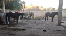 Imagen de Quisieron robar caballos destinados a equinoterapia pero la policía lo impidió