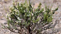 Imagen de Plantas autóctonas: Tomillo de campo, una especie venerada