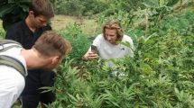 Imagen de Turismo y cannabis: una propuesta de Uruguay y un nicho para «dar mecha» a la industria