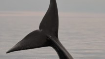 Imagen de Así llegan las ballenas con sus crías a Madryn: se ven tan cerca, que parece que se pueden tocar