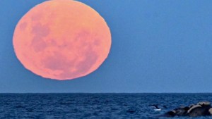 Puerto Madryn: la Superluna de fresa, las ballenas y una foto impactante