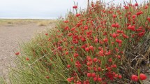 Imagen de Plantas autóctonas: Solupe, una especie venerada