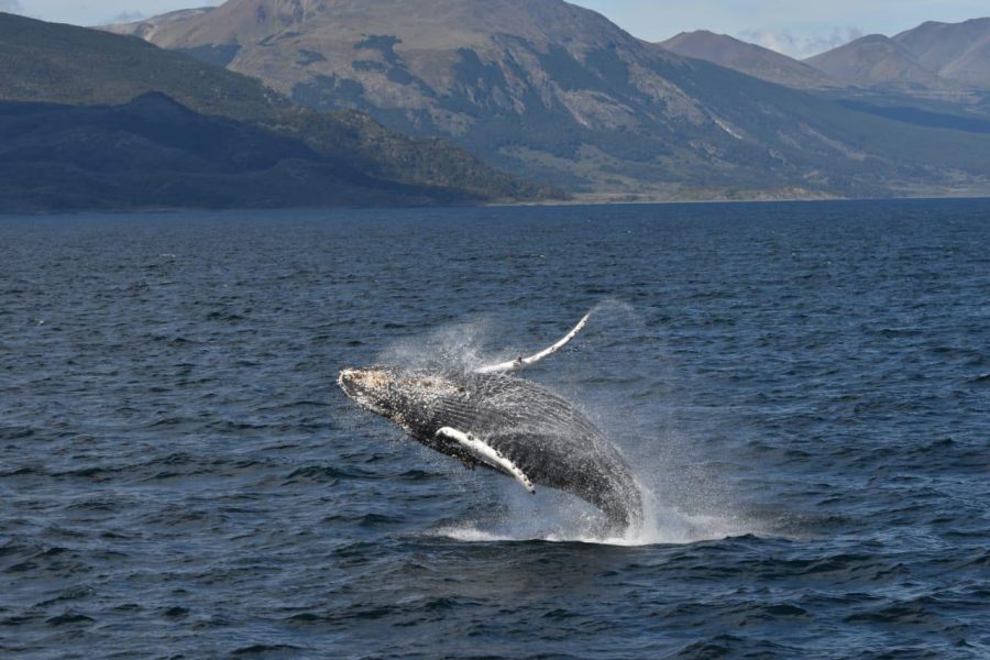 El Canal de Beagle es un espacio especial donde las ballenas jorobadas migran.-