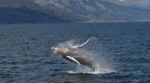 Imagen de Video: indignación por un velero que chocó adrede a una ballena en el Canal de Beagle