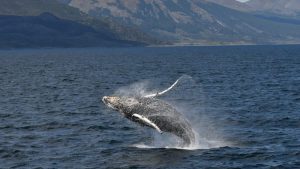 Video: indignación por un velero que chocó adrede a una ballena en el Canal de Beagle