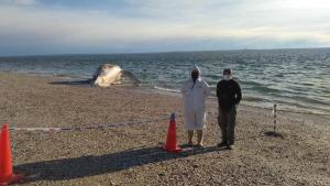 Una ballena jorobada apareció muerta en el Puerto San Antonio Este