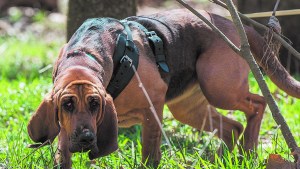 Cómo se forma un perro de búsqueda