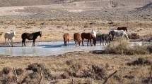 Imagen de Iba de Jacobacci a Bariloche por la ruta 23 y la sorprendió una tropilla de caballos sobre el hielo