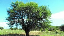 Imagen de Plantas autóctonas: el poder del algarrobo dulce