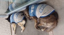 Imagen de El tierno gesto con los perros de la estación de servicio de Choele Choel que se volvió viral