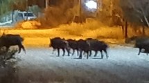 Imagen de Video: chanchos jabalíes invadieron un barrio cerrado en Las Grutas