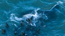 Imagen de Las orcas llegaron a La Lobería y realizaron los primeros ataques