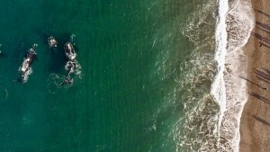 «¡Están a 20 metros!»: el increíble video de las ballenas en Puerto Madryn tan cerca de los turistas