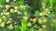 Imagen de Plantas autóctonas: Chilca, la especie más nombrada