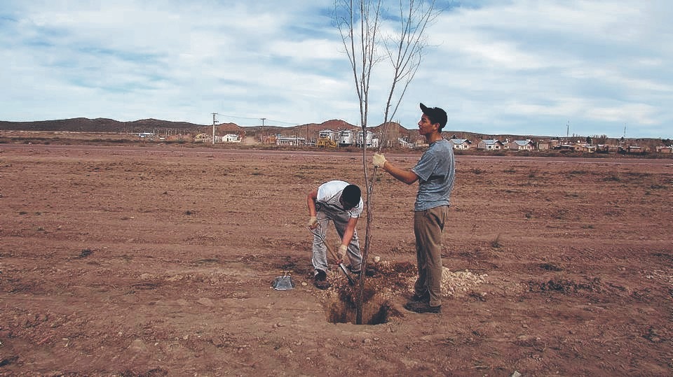 Unas 20.000 plantas anuales, entre árboles y arbustos nativos y exóticos, fueron plantadas los últimos 25 años. Foto José Mellado