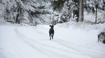 Imagen de Alerta por nevadas y viento en Neuquén y Río Negro, para mañana y el sábado