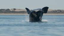 Imagen de Las ballenas francas australes están recolonizando las costas de Río Negro