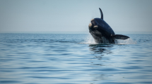 Imagen de ¿Querés bautizar a las ballenas de Las Grutas y ganarte un paseo de avistaje?