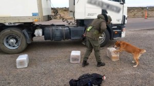 La Justicia liberó al camionero que transportaba 78 kilos de droga cerca de San Antonio Oeste