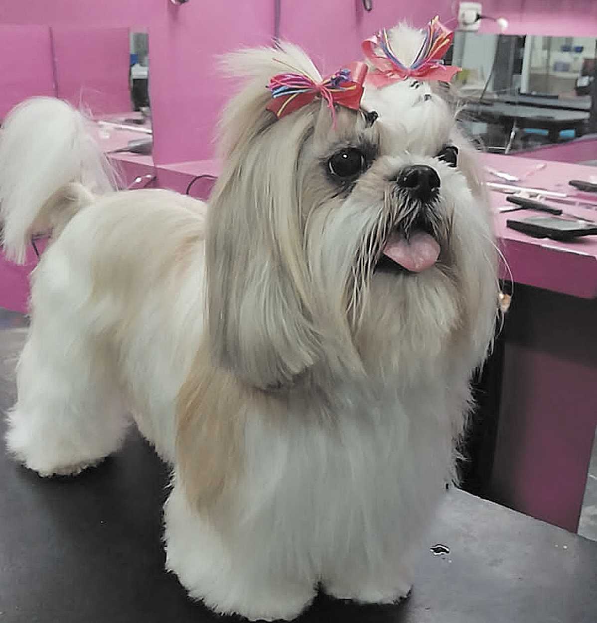 cortes de pelo para perros shih tzu