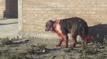 Imagen de Su dueño lo atacó con un machete, pero este perro logró la ayuda de todo un pueblo de Neuquén