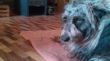 Imagen de El hombre que atacó con el machete a su perro en Neuquén fue imputado, pero seguirá libre