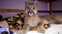 Imagen de Un puma fue declarado por primera vez «animal no humano sujeto de derechos»